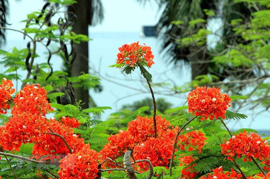 Showroom Lexus Hải Phòng